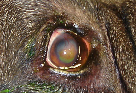 правый глаз того же боксера- хроническая незаживающая язва окрашена флюоресцеином