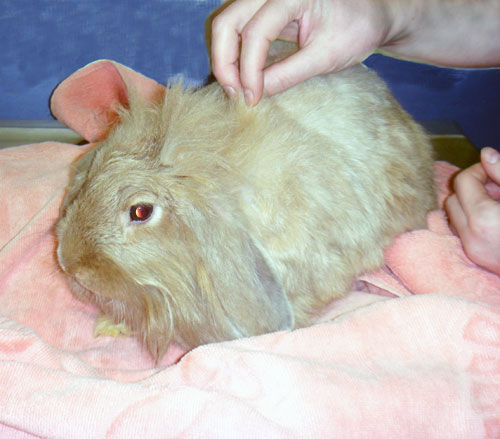 Ветеринар для кролика